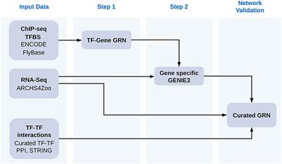 Filtering of Data-Driven Gene Regulatory Networks Using Drosophila melanogaster as a Case Study